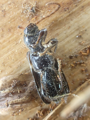 Phymatodes nitidus