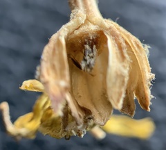 Eriophyllum lanatum integrifolium