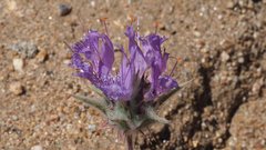 Salvia carduacea