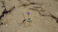Salvia carduacea