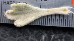 Eriophyllum lanatum integrifolium