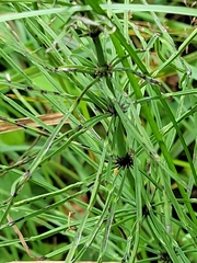 Equisetum palustre