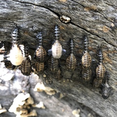 Cypherotylus californicus