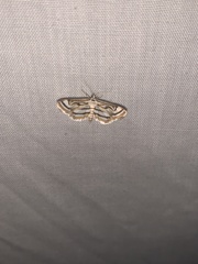 Parapoynx badiusalis