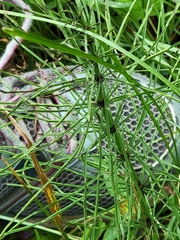 Equisetum palustre