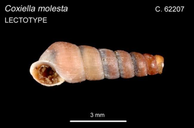Coxiella molesta