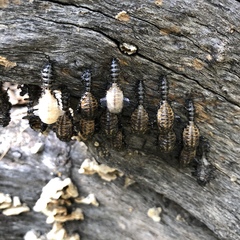 Cypherotylus californicus