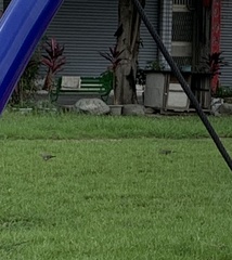 Streptopelia chinensis