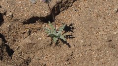 Salvia carduacea