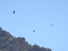 Pyrrhocorax graculus