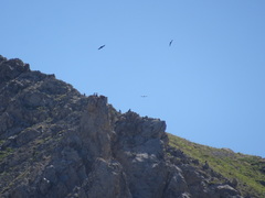 Pyrrhocorax graculus