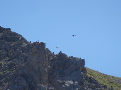 Pyrrhocorax graculus