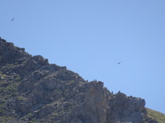 Pyrrhocorax graculus