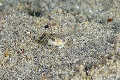 Coryphopterus dicrus