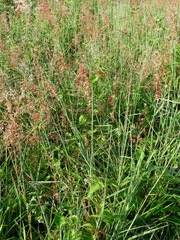 Melinis repens