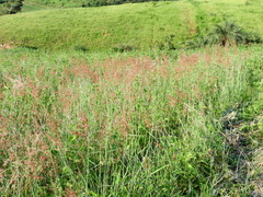 Melinis repens