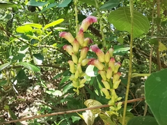 Canavalia septentrionalis