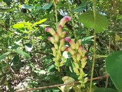 Canavalia septentrionalis