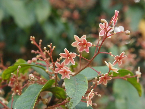 Sterculia lanceolata Cav.