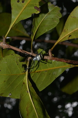 Argiope caledonia