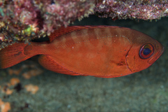 Heteropriacanthus cruentatus