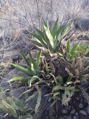 Agave inaequidens
