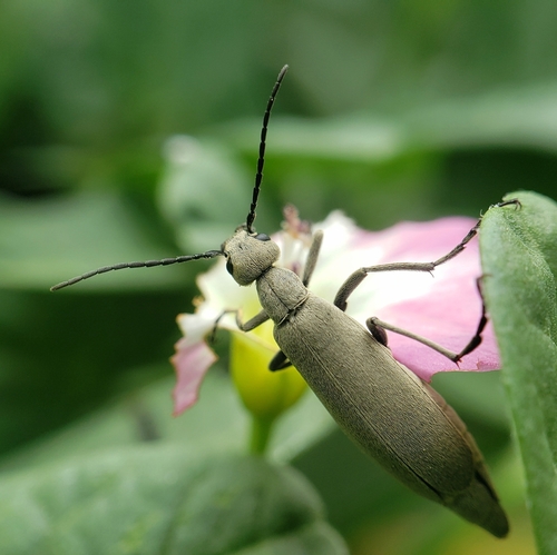 Epicauta uniforma · NaturaLista Colombia