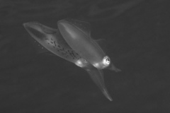 Sepioteuthis sepioidea