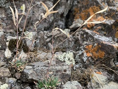 Boechera microphylla