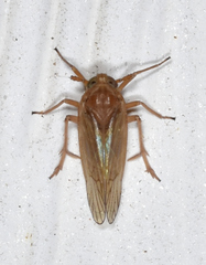Pareuidella