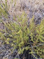Baccharis pteronioides