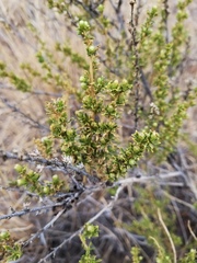 Baccharis pteronioides