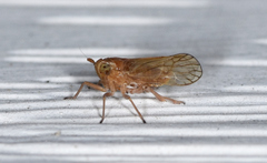 Pareuidella