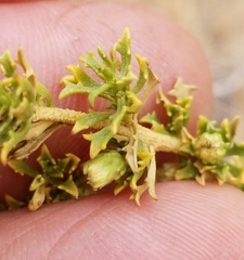 Baccharis pteronioides