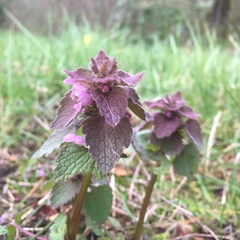 Lamium purpureum purpureum