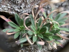 Boechera microphylla
