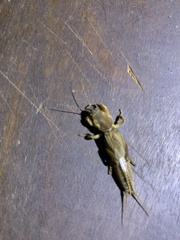 Neocurtilla
