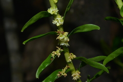 Appendicula reflexa