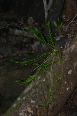 Appendicula reflexa