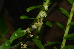 Appendicula reflexa