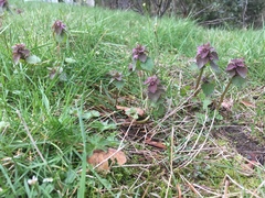 Lamium purpureum purpureum