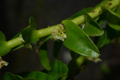 Appendicula reflexa