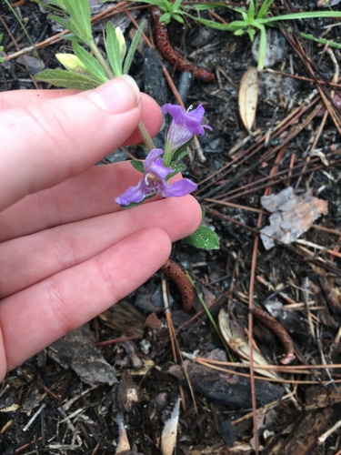 Dyschoriste oblongifolia image