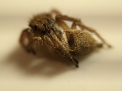 Salticidae