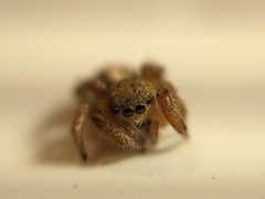 Salticidae