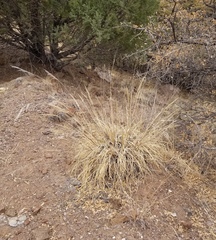 Muhlenbergia emersleyi
