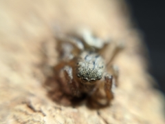 Salticidae