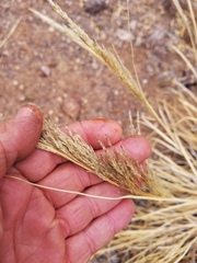 Muhlenbergia emersleyi
