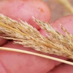 Muhlenbergia emersleyi