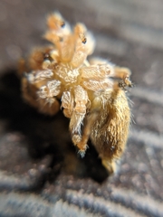 Salticidae